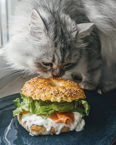 Bagels maison garnis : avocat, burrata et truite fumée