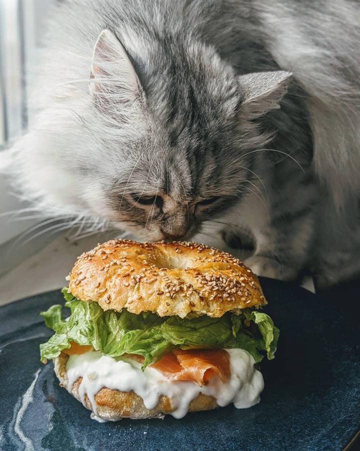 Bagels maison garnis : avocat, burrata et truite fumée